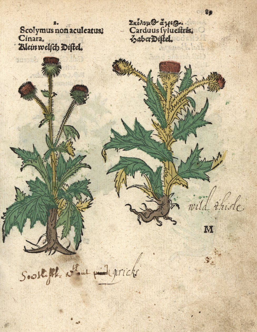 Carciofo, Cynara cardunculus var. scolymus, e cardo selvatico, Carduus sylvestris da Unbekannter Künstler