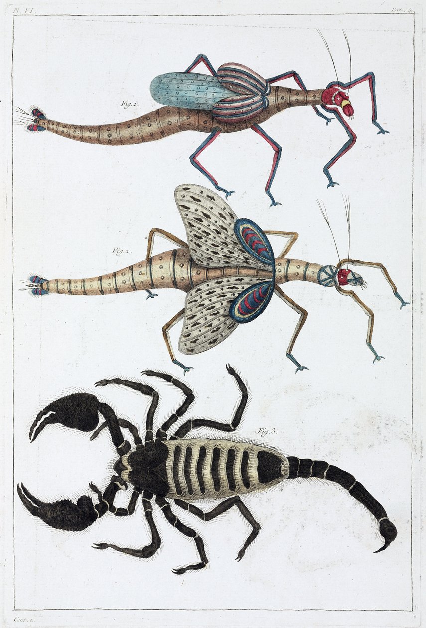 Cavallette e scorpione da Unbekannt