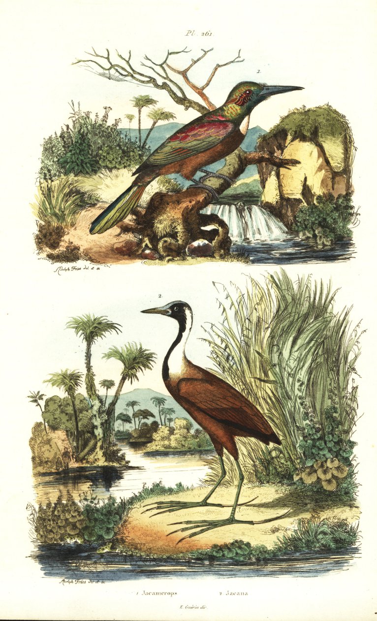 Grande jacamar, Jacamerops aureus, e jacana settentrionale, Jacana spinosa da Unbekannt