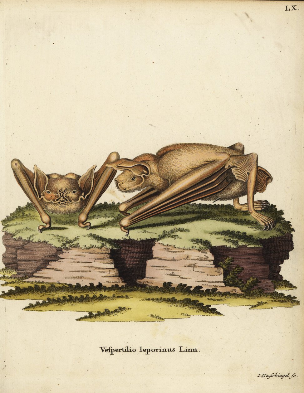 Pipistrello bulldog maggiore, Noctilio leporinus. Vespertilio leporinus Linn. Incisione a mano colorata su rame di Johann Nussbiegel da Illustrazioni animali di Johann Christian Daniel Schreber da Unbekannter Künstler