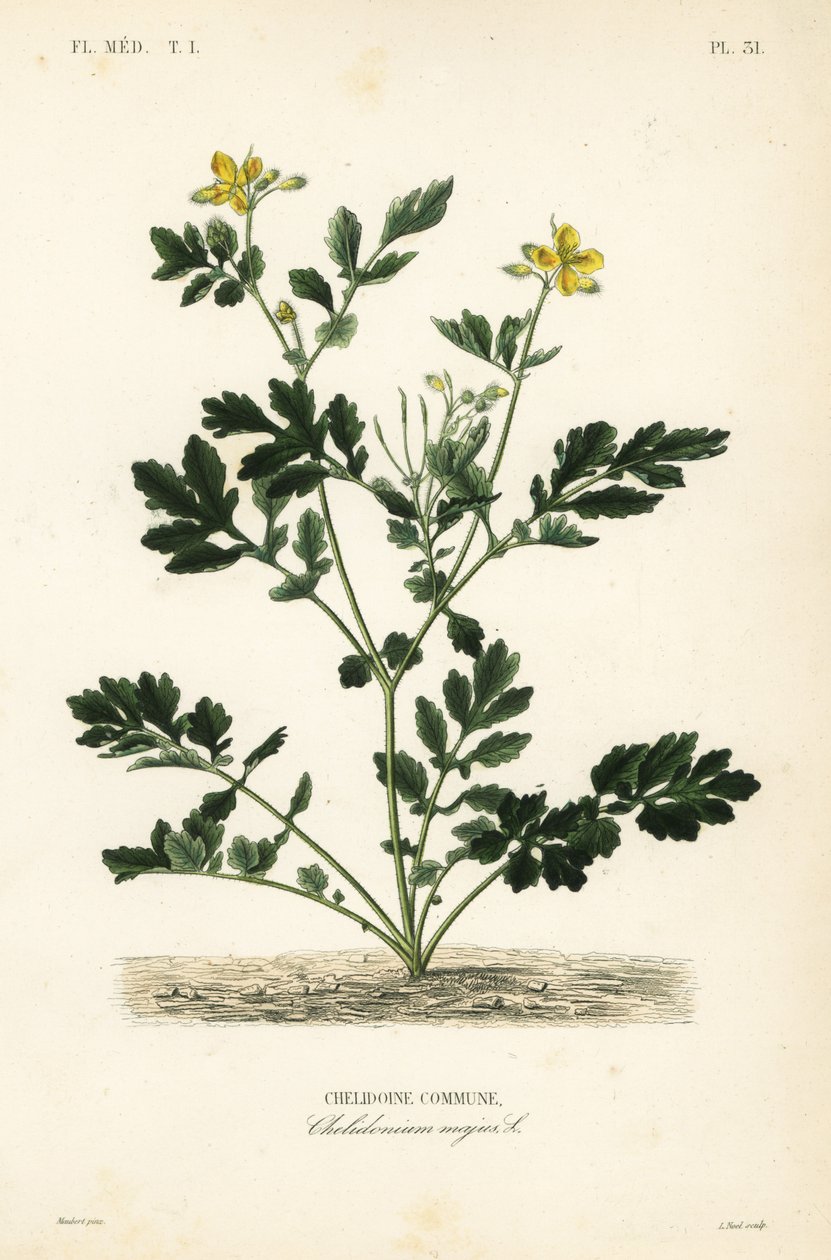 Chelidonia maggiore da Unbekannt