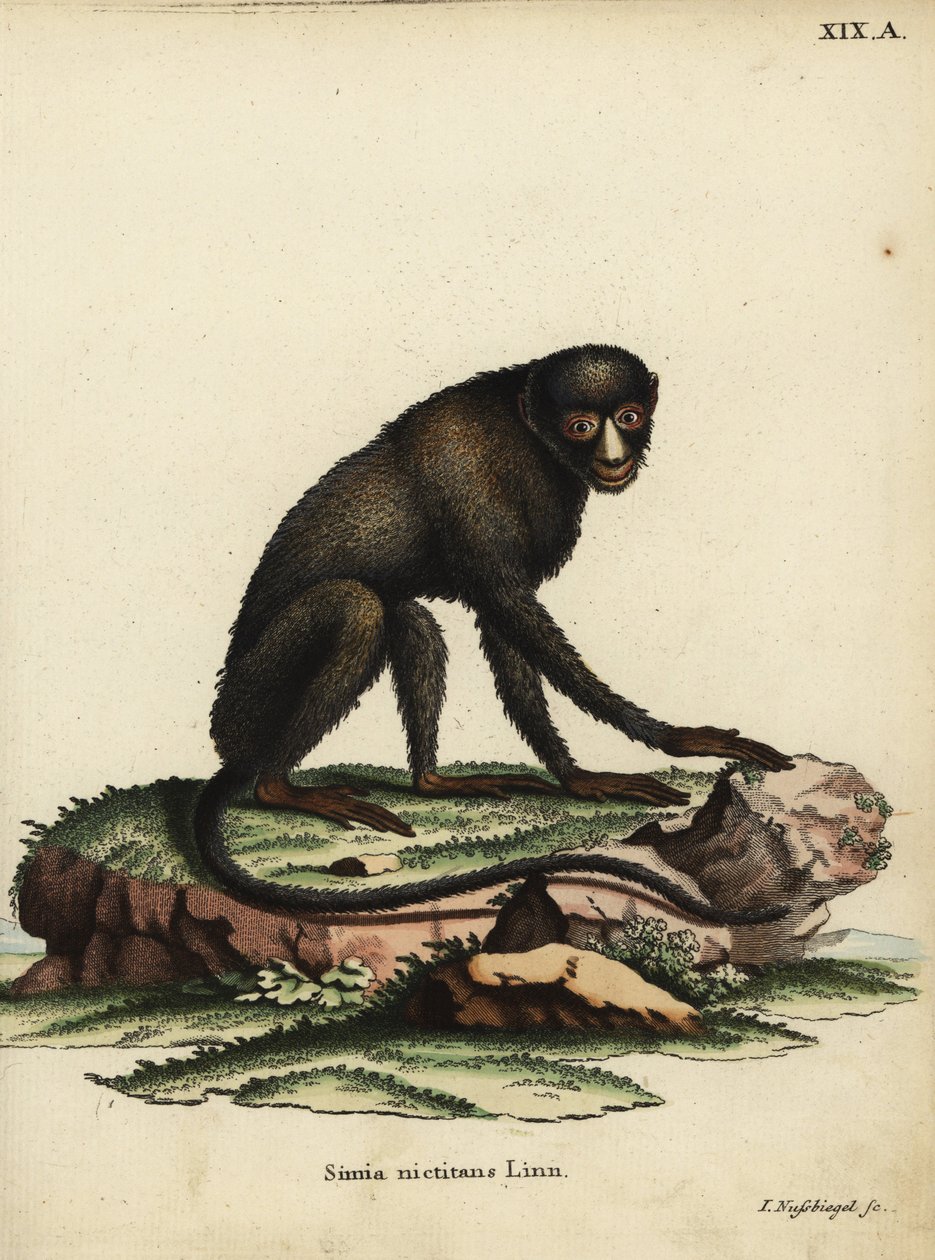 Scimmia dal naso macchiato maggiore o scimmia dal naso di stucco. Cercopithecus nictitans. Simia Nictitans Linn. Incisione a mano colorata su rame di Johann Nussbiegel da Illustrazioni animali di Johann Christian Daniel Schreber da Unbekannter Künstler