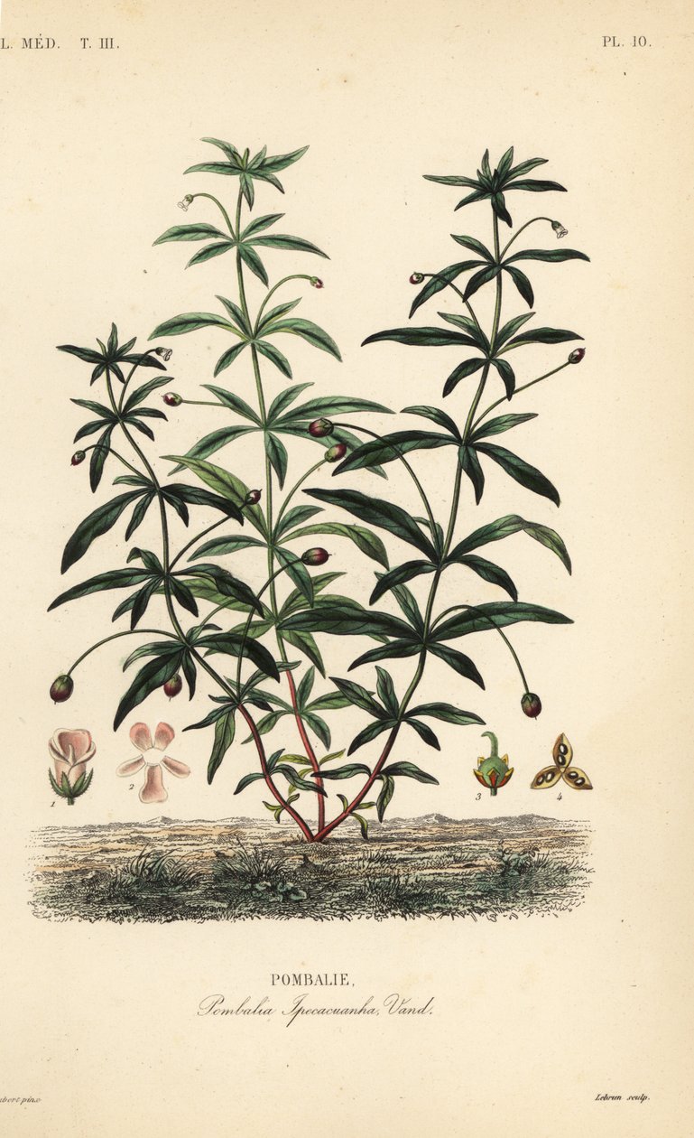 Hybanthus calceolaria, Hybanthus calceolaria da Unbekannt
