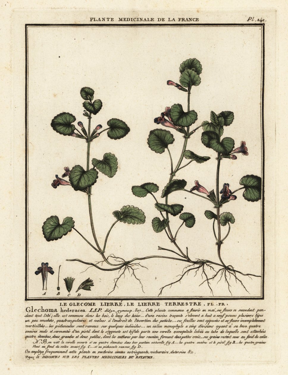 Edera terrestre, Glechoma hederacea da Unbekannter Künstler