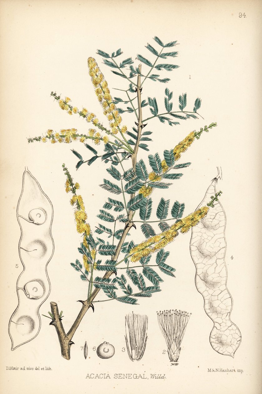 Gomma arabica, gomma verek o hashab, Acacia senegal. Litografia colorata a mano di Hanhart da un
