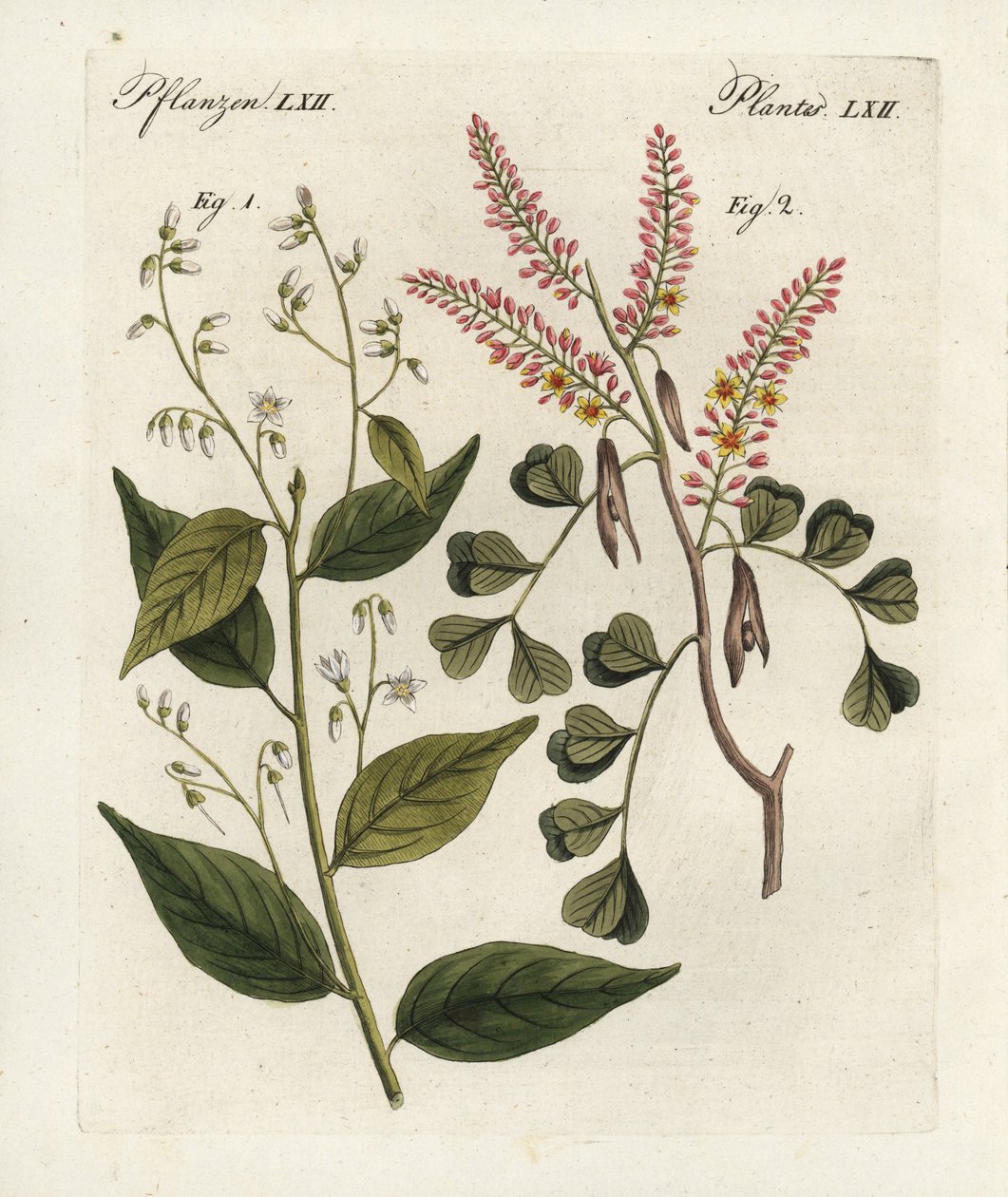 Albero di benzoino, Styrax benzoin e legno di campeggio, Haematoxylon campechianum. Incisione a mano colorata da 