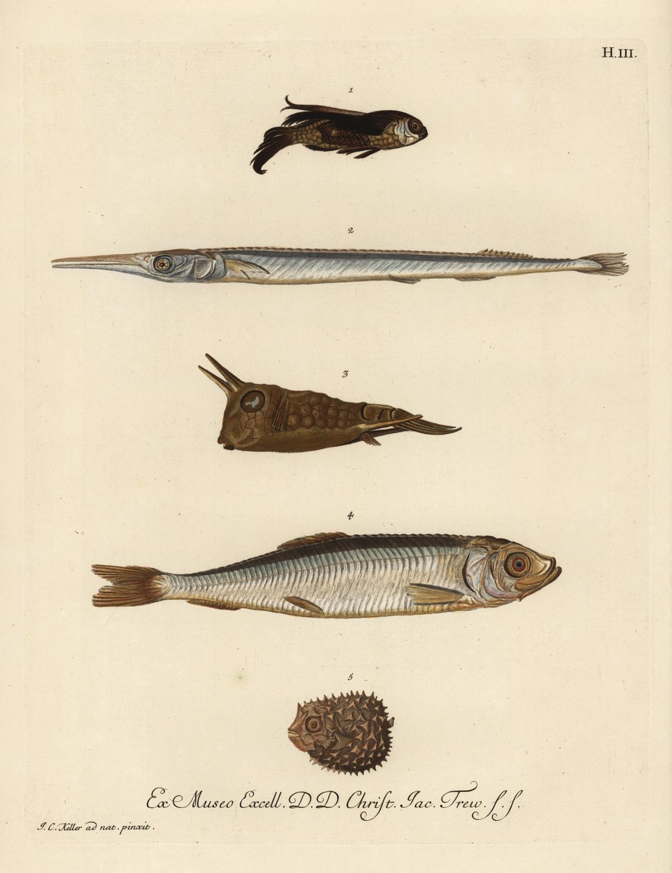 Gurnard, specie Chelidonichthys 1, pesce ago, Belone belone 2, pesce mucca a lungo corno, Lactoria cornuta 3, aringa, Clupea harengus 4, e pesce palla a poche spine, Chilomycterus reticulatus 5. Incisione a mano colorata da un