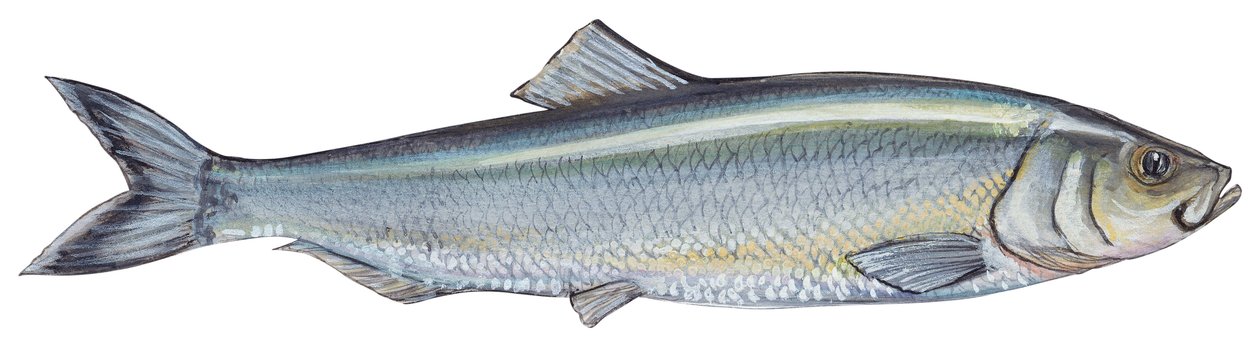 Aringa - Aringa atlantica (Clupea harengus) da Unbekannter Künstler