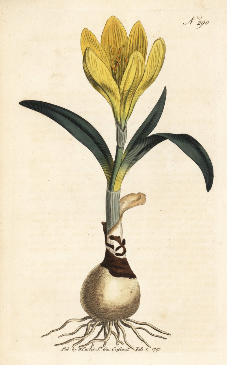 Raccolto - Narciso autunnale, Sternbergia lutea (Amarillide gialla, Amaryllis lutea) - Incisione a mano colorata dal Botanical Magazine di William Curtis, Londra da Unbekannter Künstler