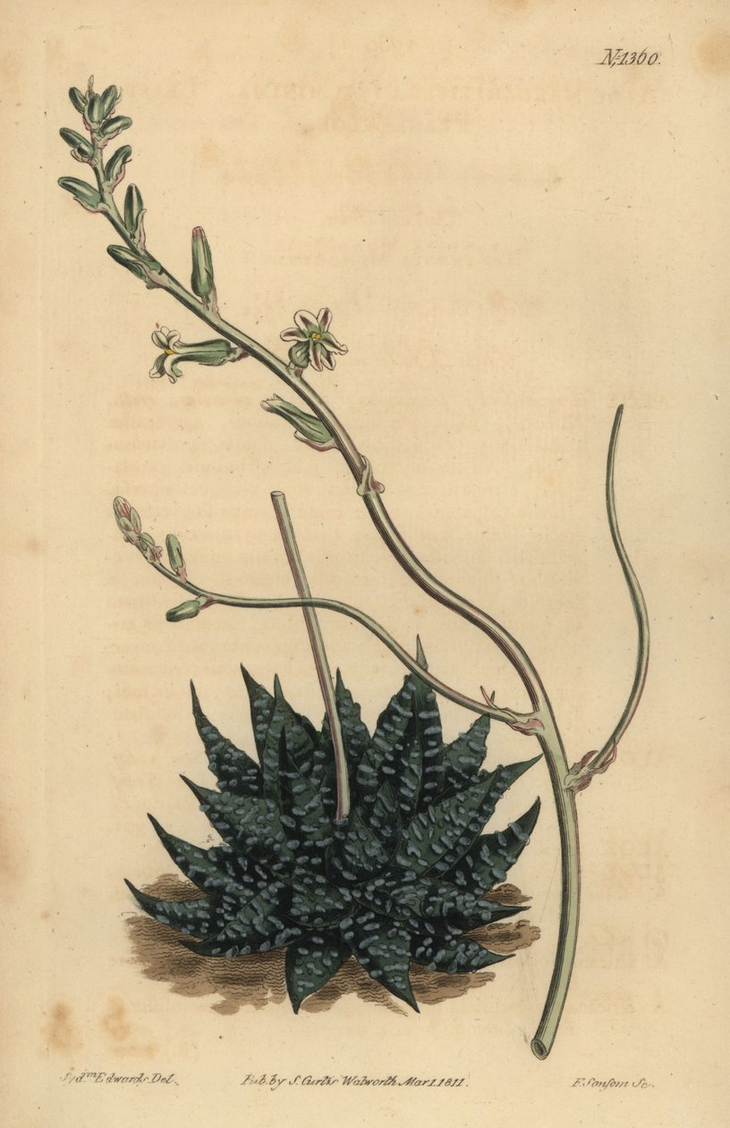 Haworthia minor o Tulista minima (Aloe perla minore, Aloe margaritifera minima) da Unbekannt