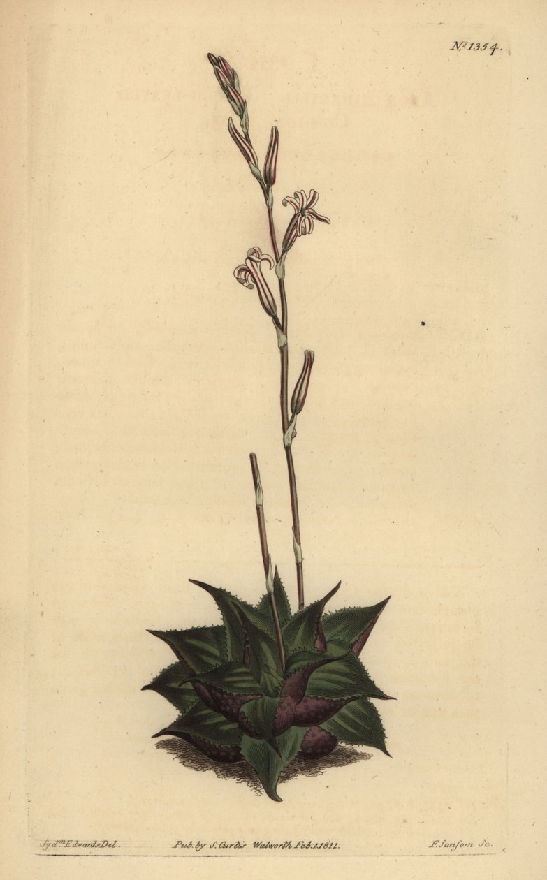 Haworthia mirabilis (Aloe mirabilis) da Unbekannt