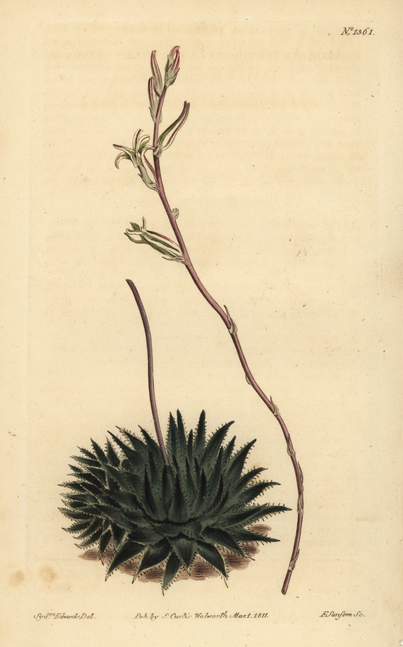Haworthia pumila o Tulista pumila (Aloe arachnoides pumila) da Unbekannt
