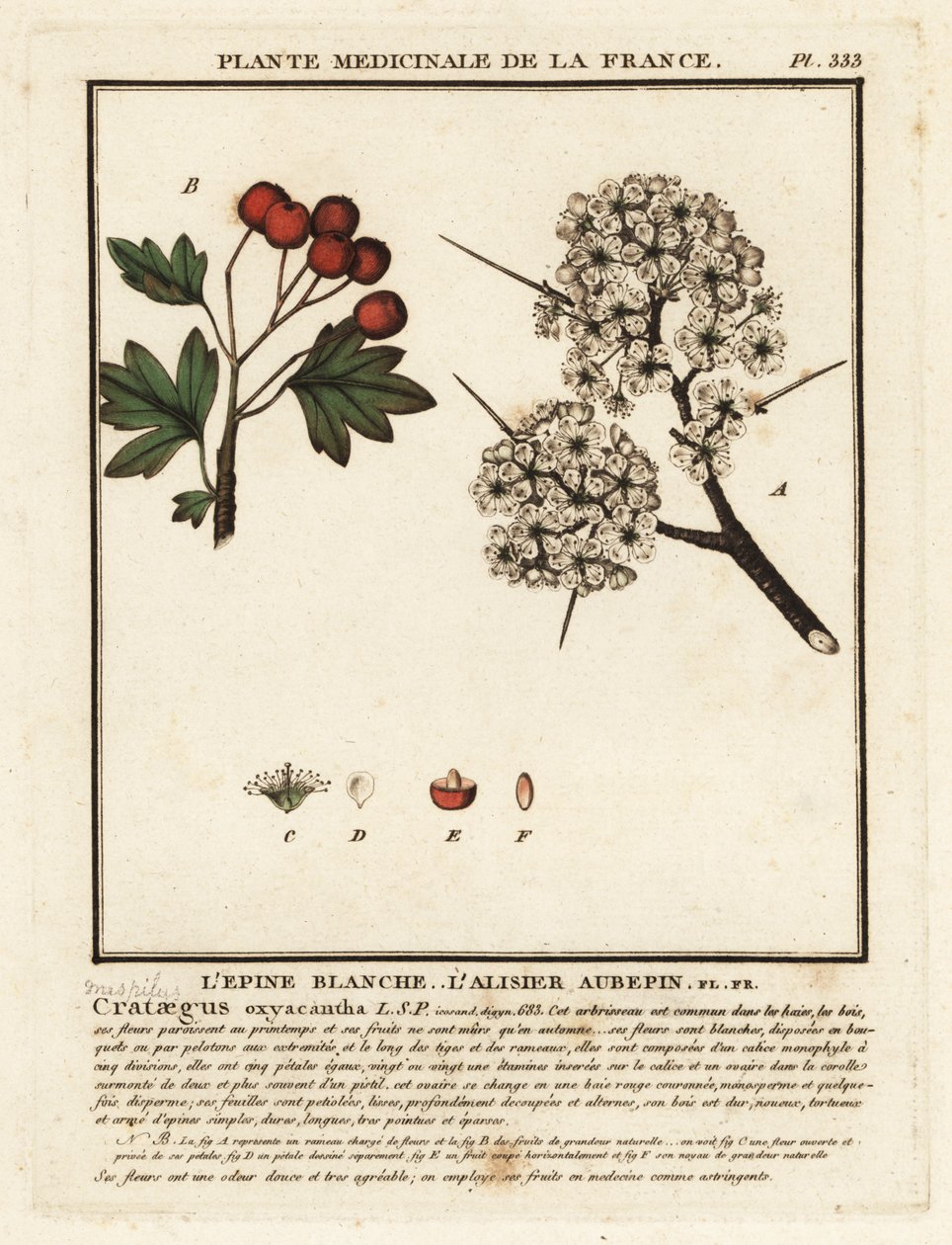 Biancospino, Crataegus rhipidophylla da Unbekannter Künstler