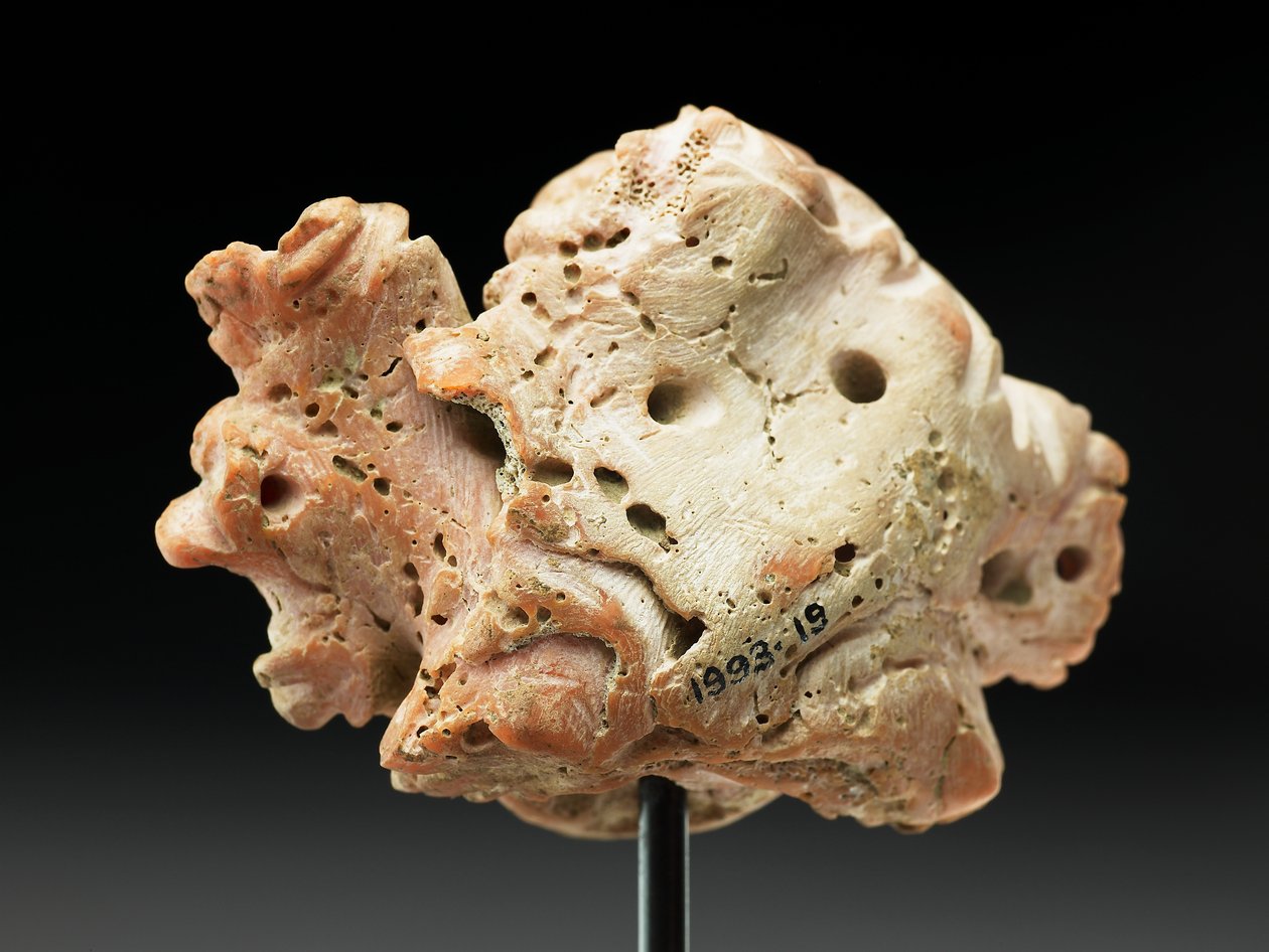 Testa di Medusa, da Bactria o Gandhara, II-I secolo a.C. da Unbekannt