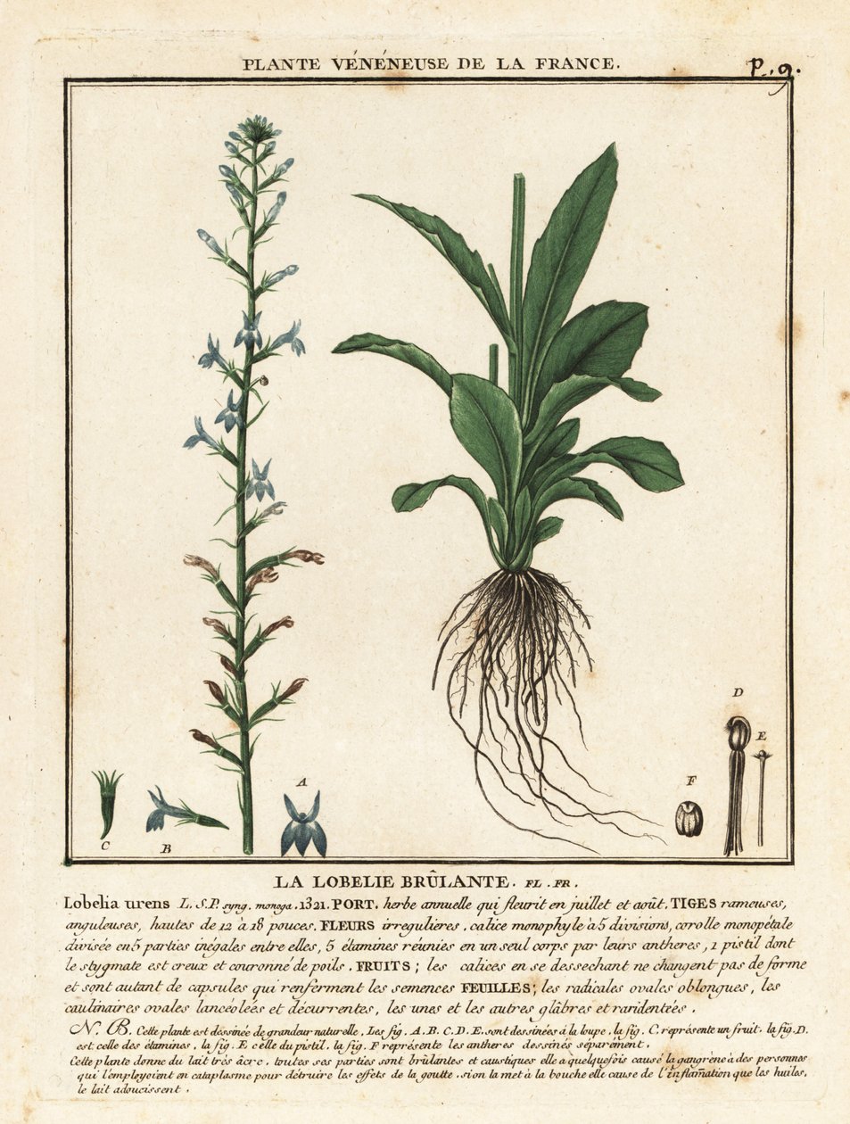 Lobelia delle brughiere da Unbekannter Künstler