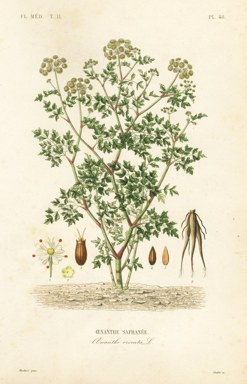 Oenanthe crocata, Oenanthe safranee da Unbekannt