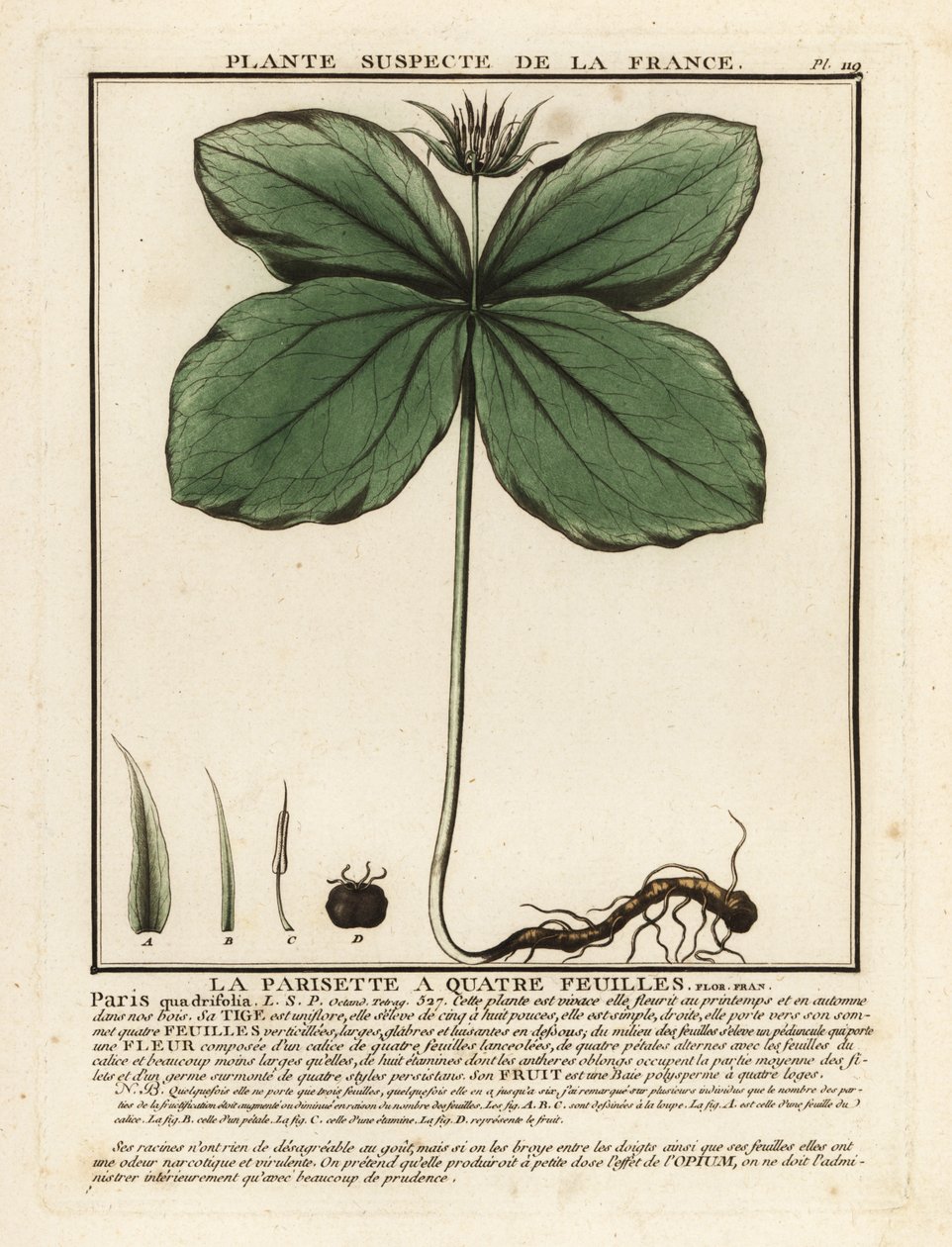 Erba-paris, Paris quadrifolia da Unbekannter Künstler