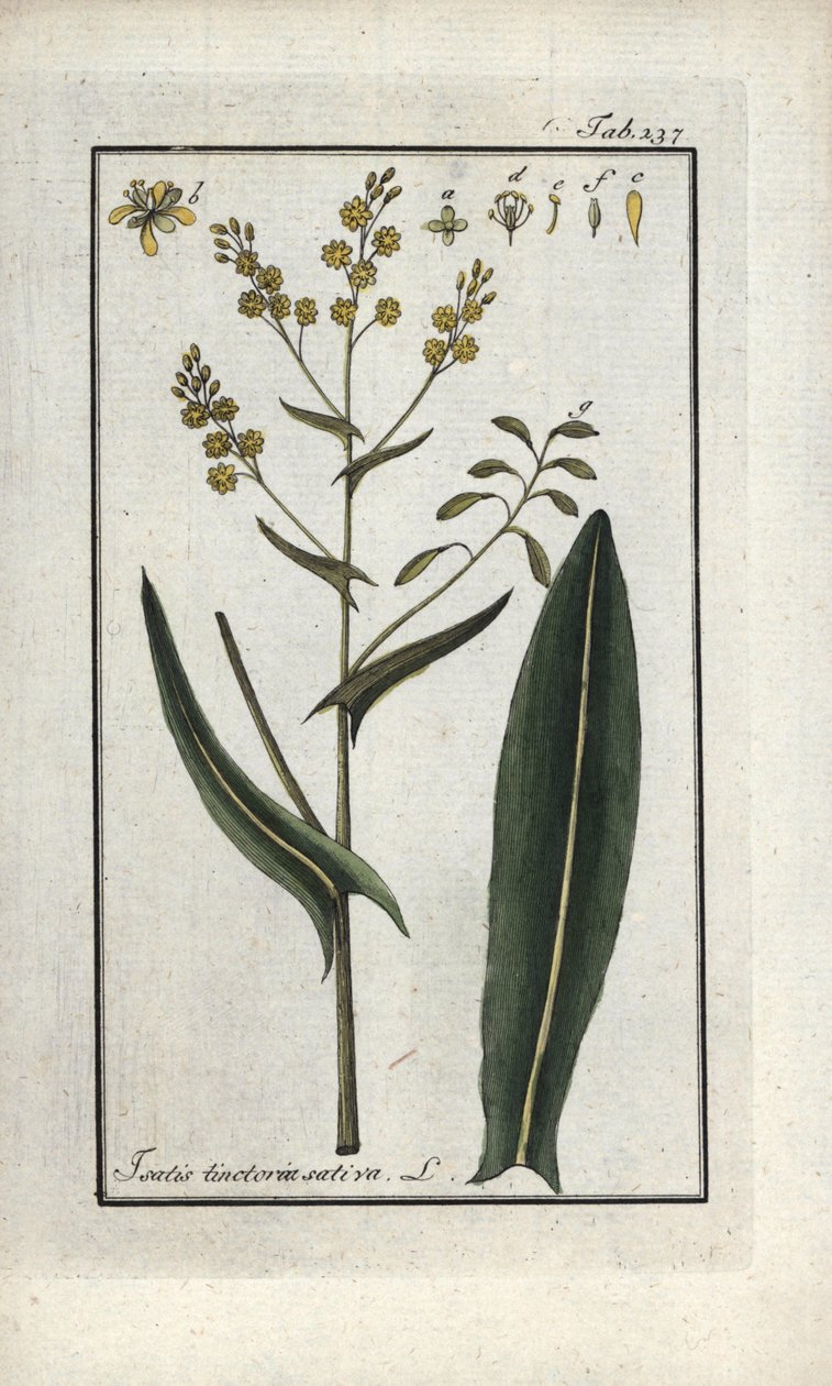 Erba di San Filippo (Isatis tinctoria sativa). Litografia da 