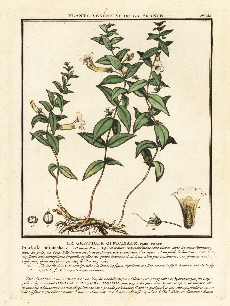 Erba della grazia, Gratiola officinalis da Unbekannter Künstler