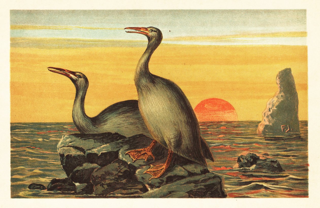 Hesperornis regalis, uccello estinto simile a un cormorano. 1908 da Unbekannter Künstler