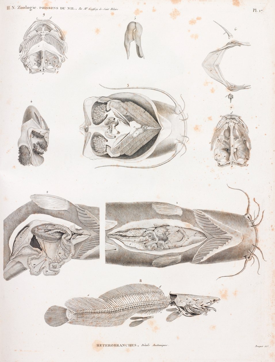 Heterobranchi, dettagli anatomici da Unbekannt