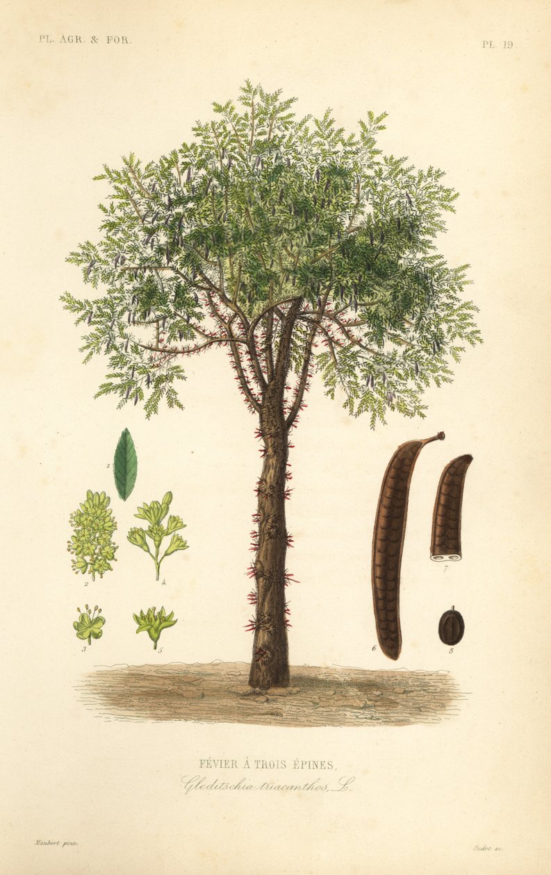 Gleditsia triacanthos, Gleditsia triacanthos da Unbekannt
