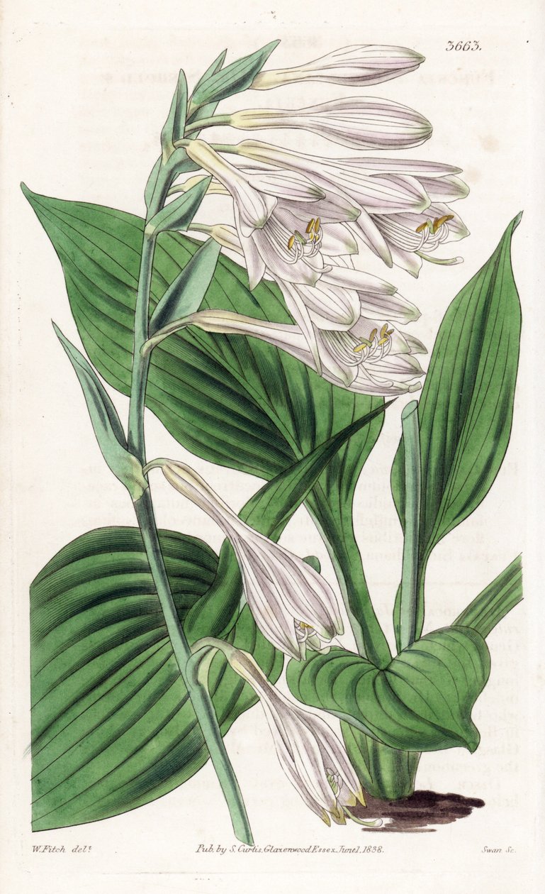 Hosta dal Giappone - Hosta sieboldii (funckia di Dr. Siebold). Incisione a mano colorata da 