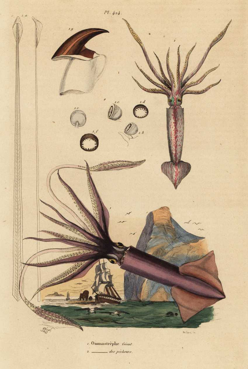 Calamaro Humboldt, Dosidicus gigas, e calamaro volante europeo, Todarodes sagittatus da Unbekannt
