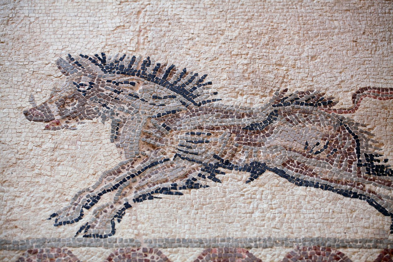 Scena di caccia: Un cinghiale - Mosaici di Paphos, Casa di Dioniso - Fine del II secolo d.C. - Cipro - Scena di caccia: Cinghiale in movimento - Mosaici di Paphos, Casa di Dioniso - Fine del II secolo d.C. - Sito UNESCO, Cipro da William M. Timlin