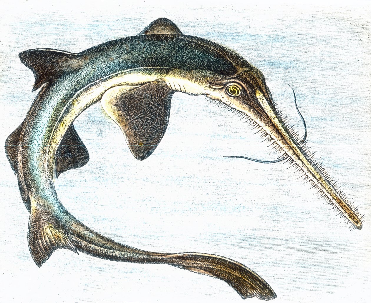 Illustrazione di un pesce spada (Xiphias gladius) da Unbekannter Künstler
