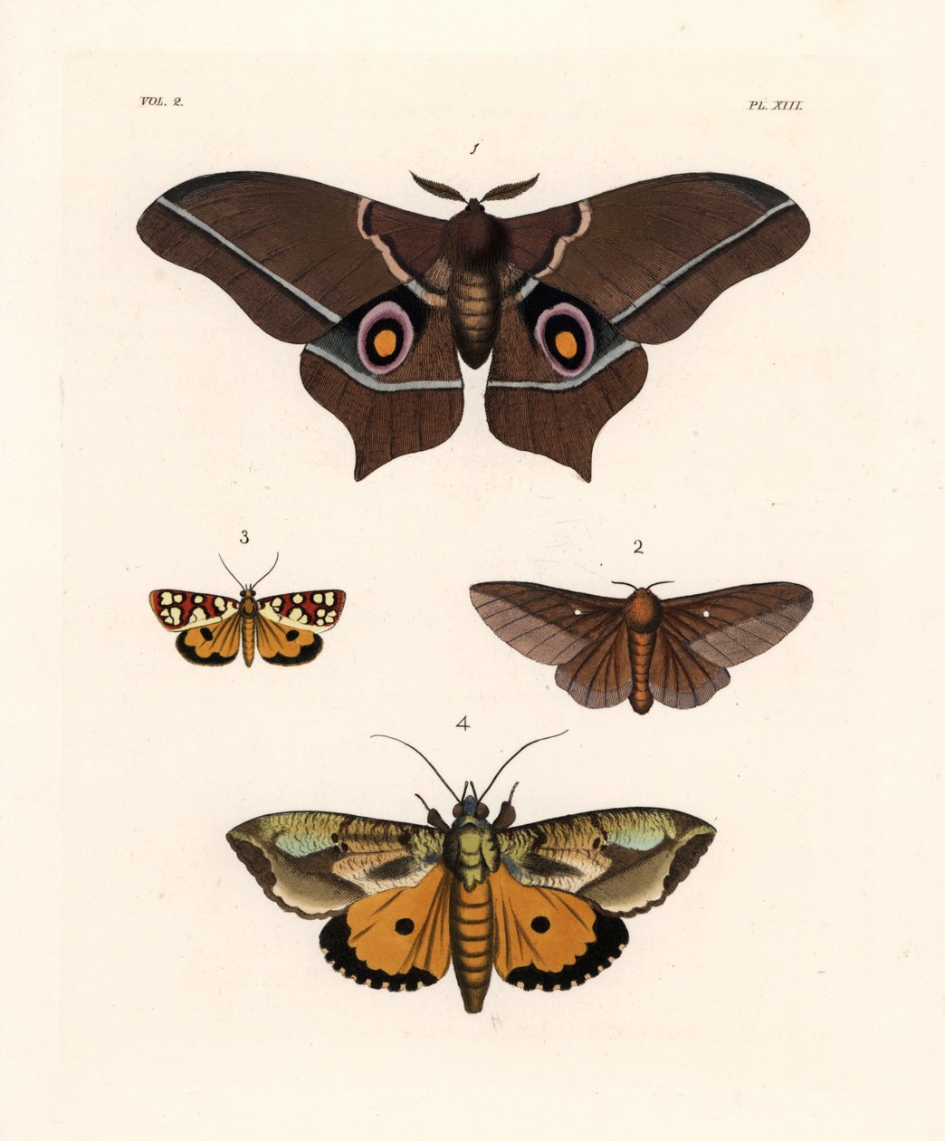 Imbrasia epimethea (Saturnia epimethea) 1, falena rosa-striata, Anisota virginiensis (Dryocampa virginiensis) 2, Crameria aegocera (Aegocera amabilis) 3, e Eudocima materna (Triphaena materna) 4. Litografia a mano colorata da John O. Westwood
