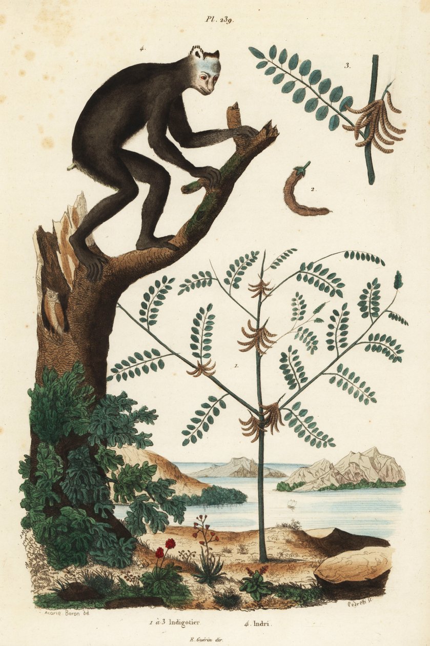 Pianta di indaco, Indigofera atropurpurea, e indri o babakoto, Indri indri, lemure in pericolo critico da Unbekannt