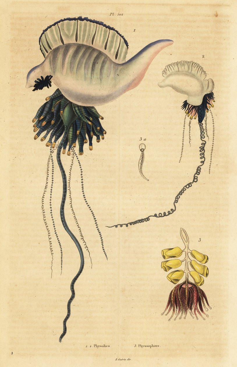Caravella portoghese indo-pacifica, Physalia utriculus 1, caravella delle Azzorre, Physalia physalis 2, e zoofito sifonoforo, Physsophora disticha 3 da Unbekannt