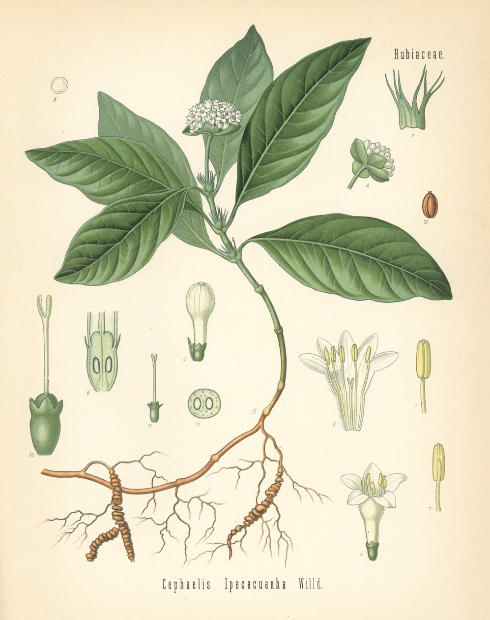 Ipecacuanha, Carapichea ipecacuanha (Cephaelis ipecacuanha). Cromolitografia da un