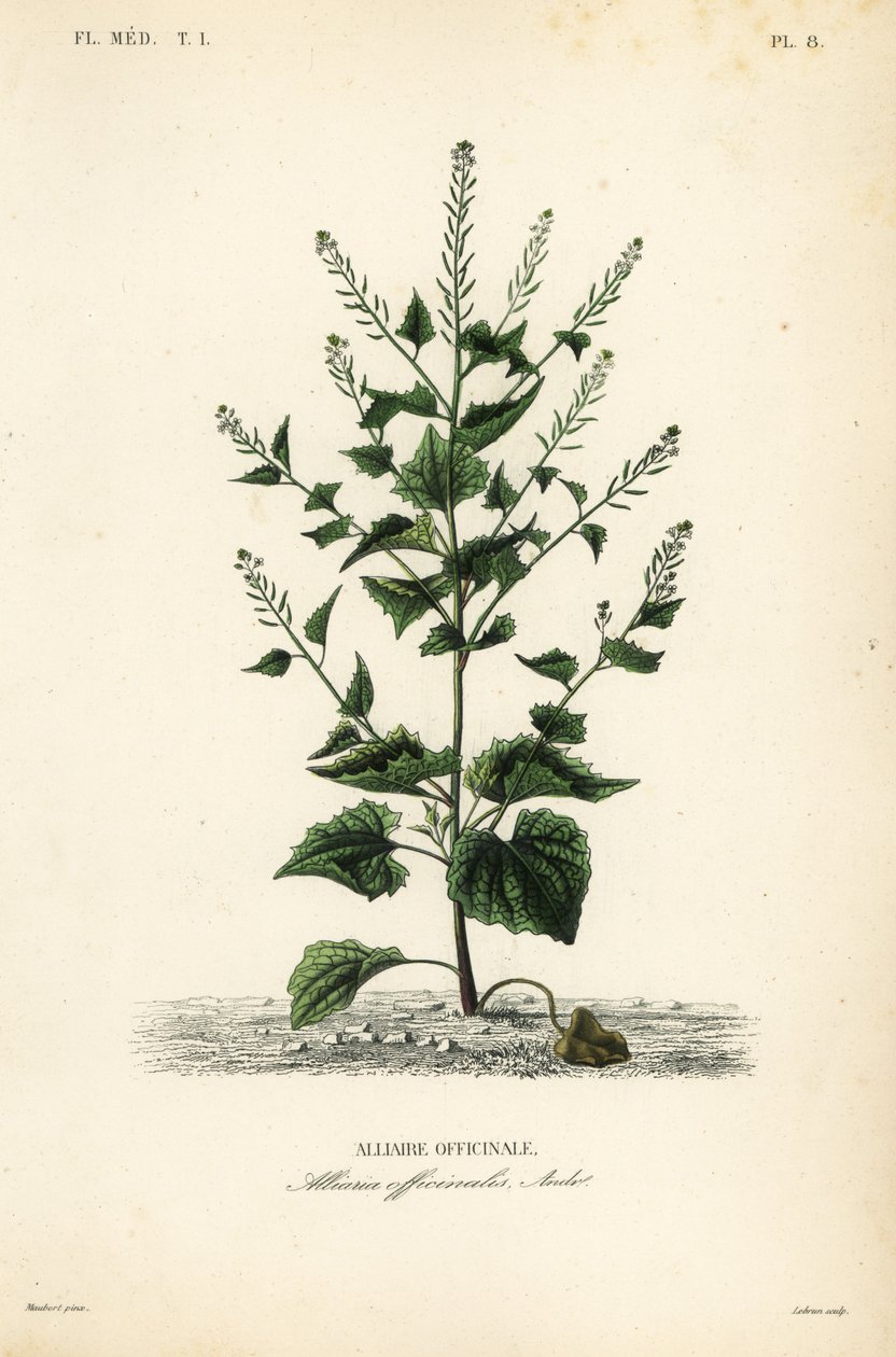 Alliaria, Alliaria petiolata da Unbekannt