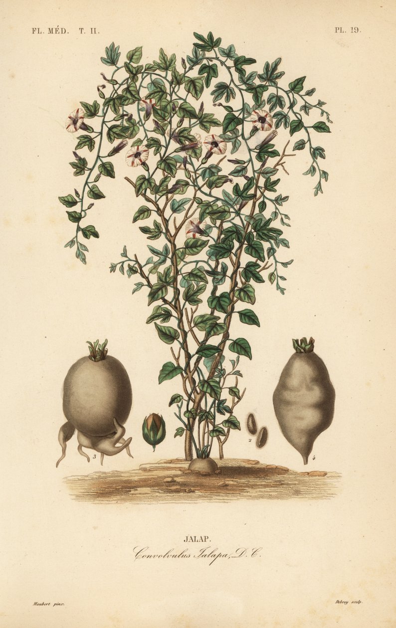 Jalap, Ipomoea jalapa da Unbekannt