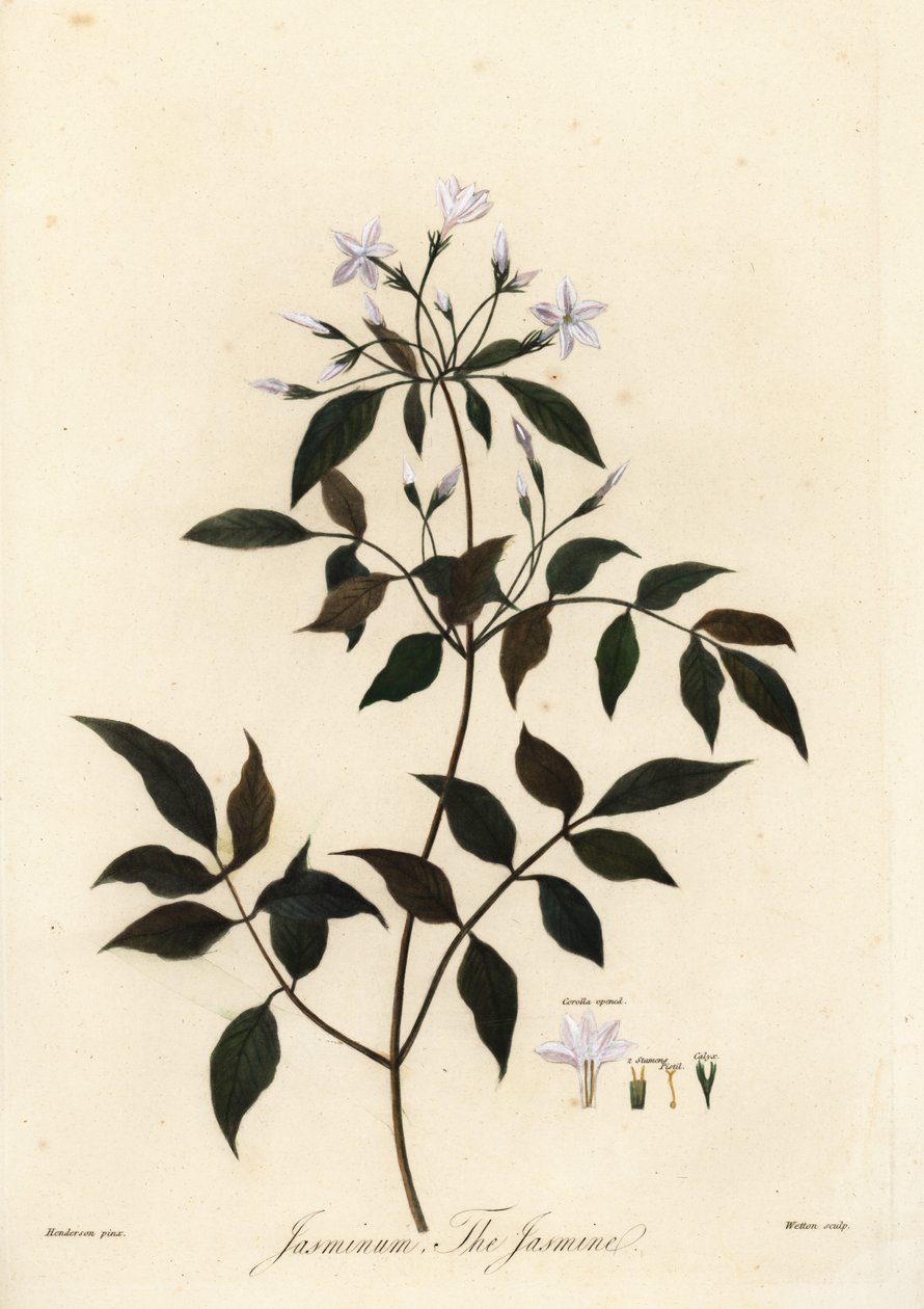 Gelsomino, Jasminum officinale, 1805 da Unbekannter Künstler