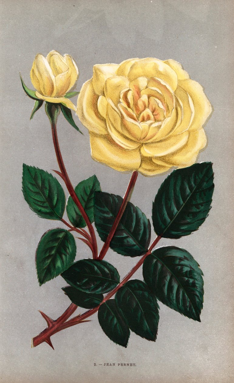 Rosa Jean Pernet, varietà gialla della rosa tea coltivata da Monsieur Pernet di Lione nel 1867. Cromolitografia disegnata e litografata da F. Grobon dal libro di Hippolyte Jamain e Eugene Forney “Les Roses,” Parigi, J. Rothschild da Unbekannter Künstler