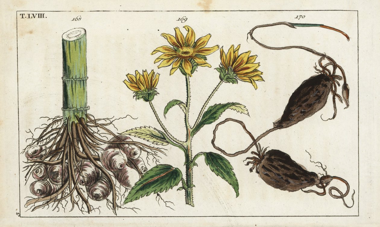 Topinambur, radice di Helianthus tuberosus da Unbekannter Künstler