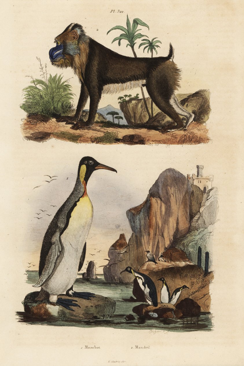 Pinguino reale, Aptenodytes patagonicus 1, e mandrillo, Mandrillus sphinx, vulnerabile, 2 da Unbekannt
