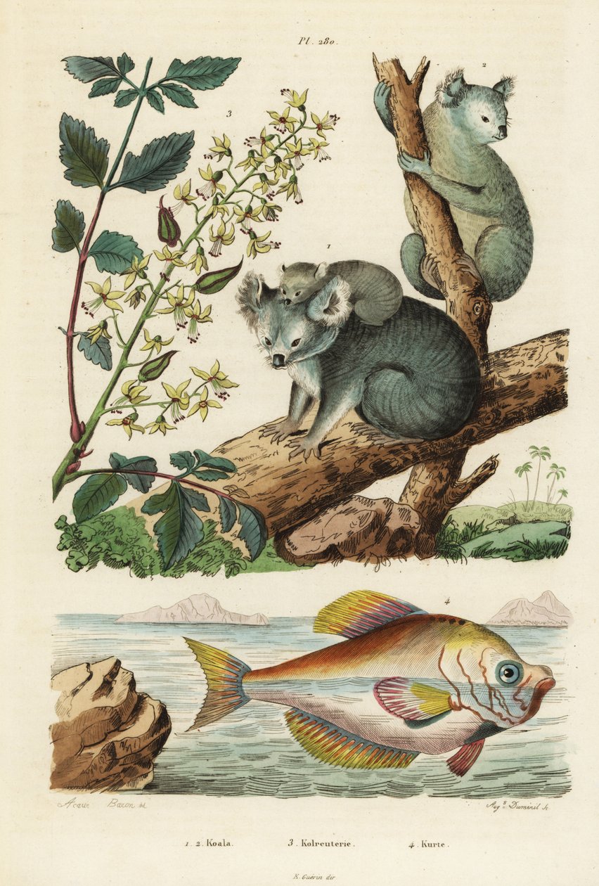 Koala, Phascolarctos cinereus 1,2, albero della vernice, Koelreuteria paniculata 3, e pesce gobbo indiano, Kurtus indicus 4 da Unbekannt