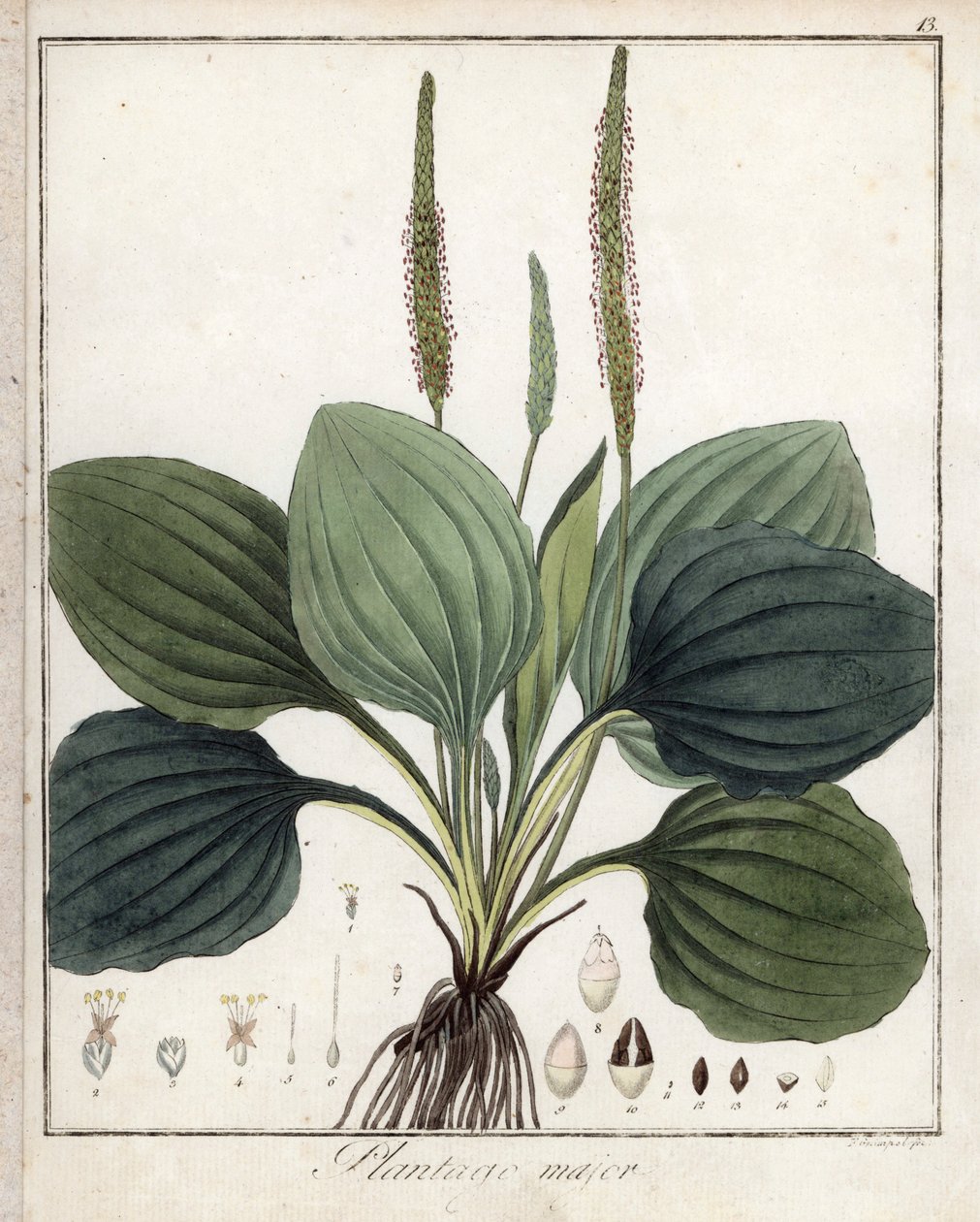 Piantaggine maggiore (o Piantaggine degli uccelli) - Litografia di F. Guimpel, estratta dalla botanica medica di Friedrich Gottlob Haynes (1763-1832), Berlino da Unbekannter Künstler