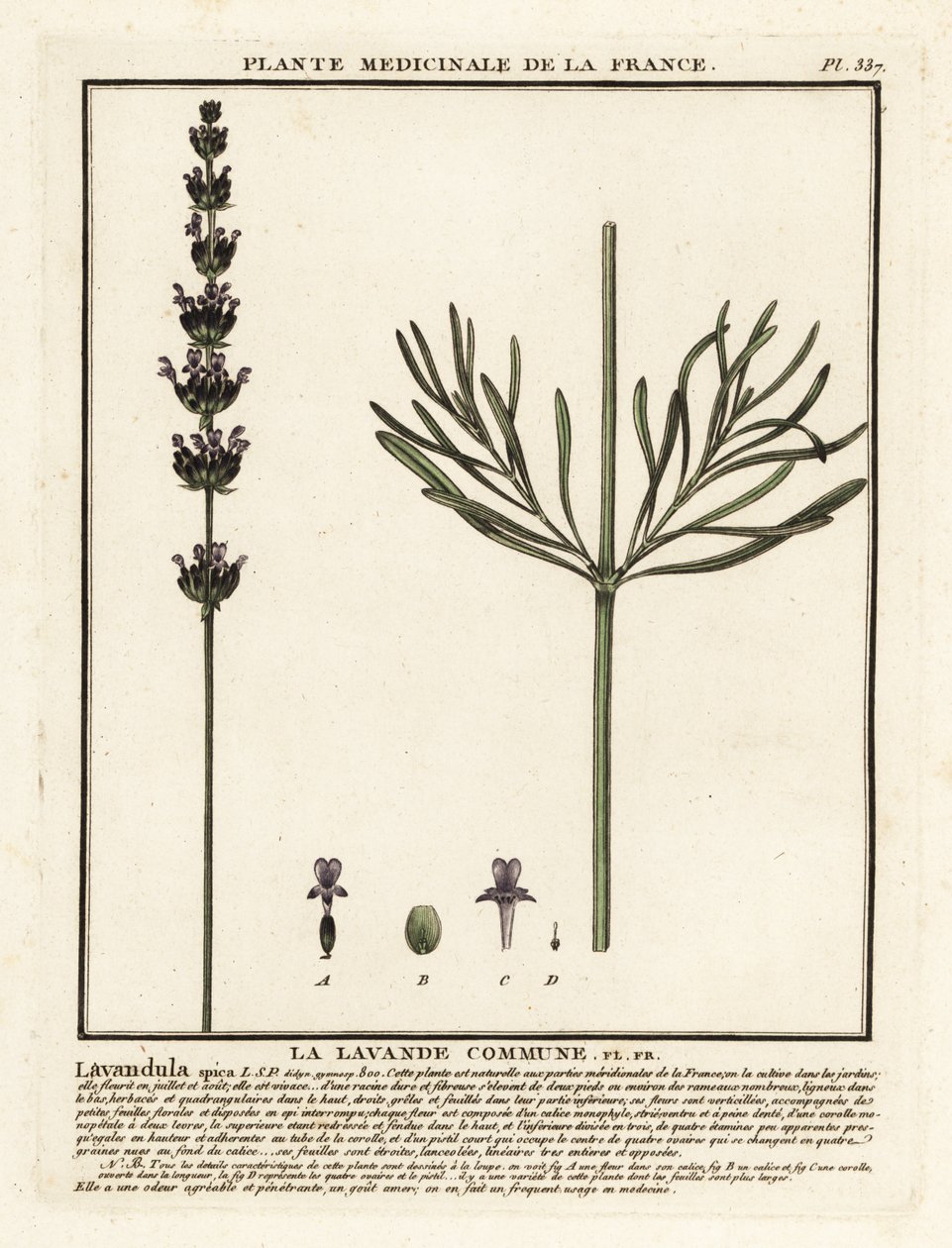 Lavandula angustifolia da Unbekannter Künstler
