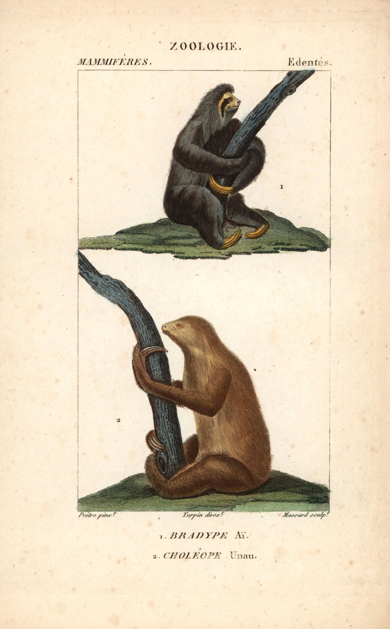 Bradipo tridattilo o ai o unau e bradipo di Hoffmann - Acquaforte di Jean Gabriel Pretre (1780-1845), inciso da Carnonkel, per il dizionario delle scienze naturali: mammiferi di Frederic Cuvier, a cura di Pierre Jean Francois Turpin (1775-1840), pubblicato da Unbekannter Künstler