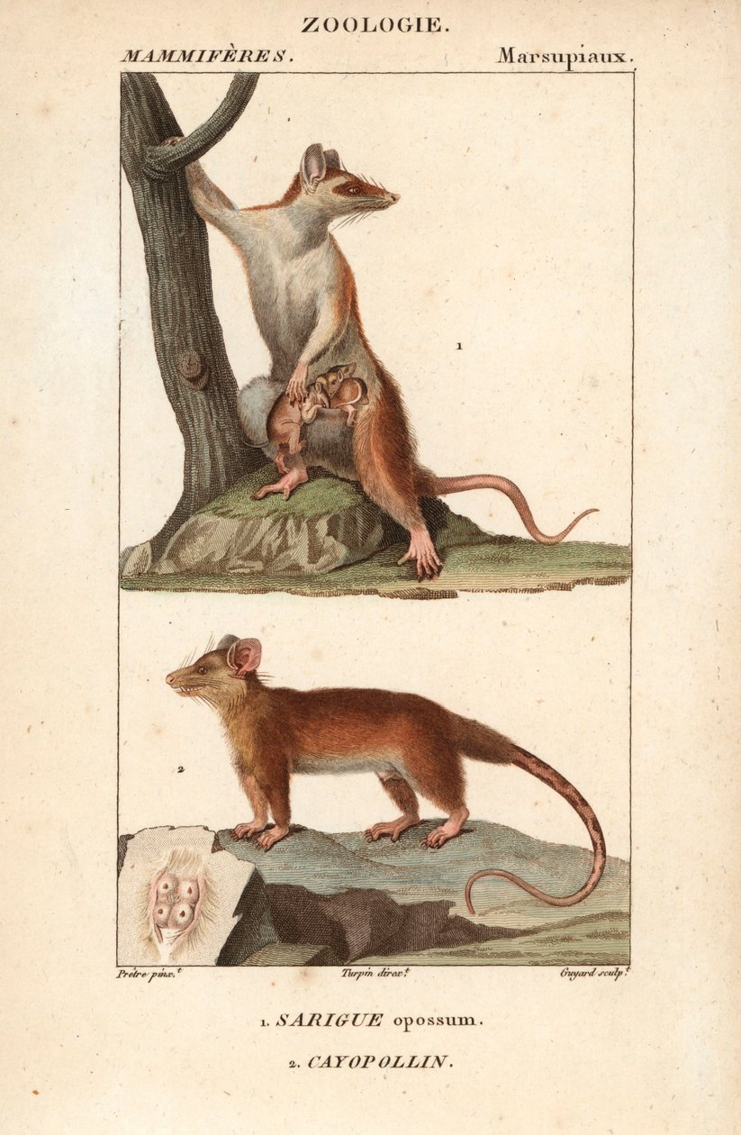 Il sarigue o opossum e il cayopollin da Unbekannter Künstler