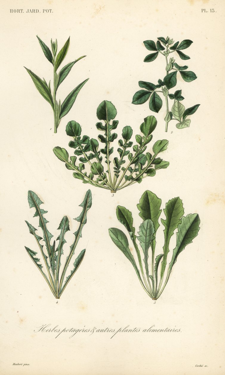 Verdure a foglia da Unbekannt