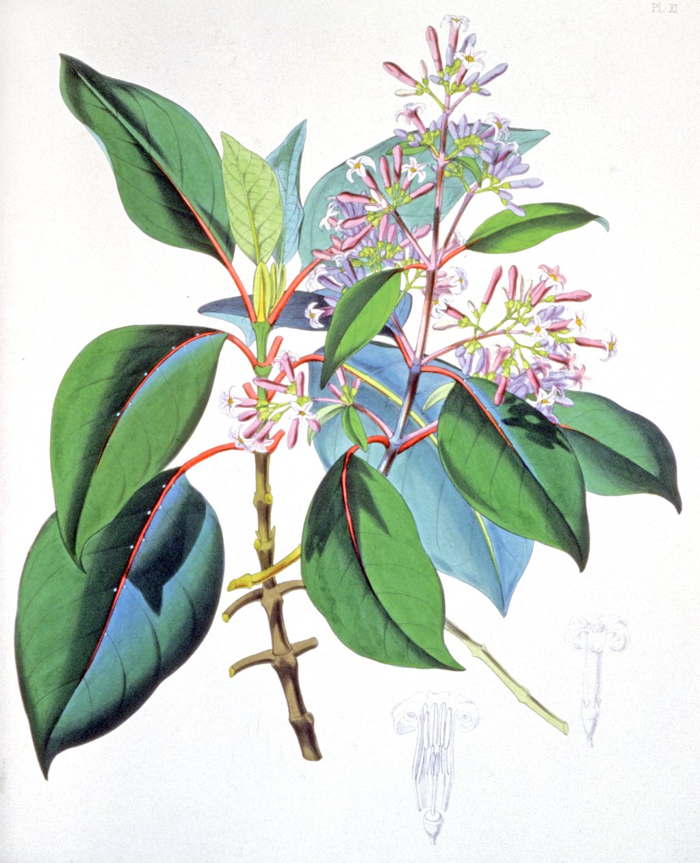 Foglie e fiori dell
