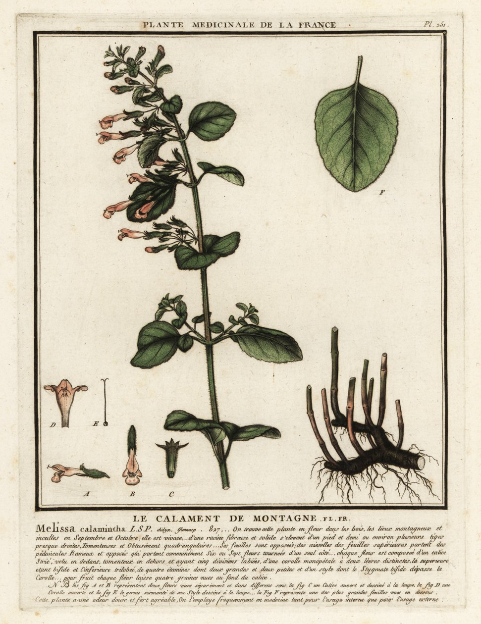 Nepetella, Clinopodium nepeta da Unbekannter Künstler