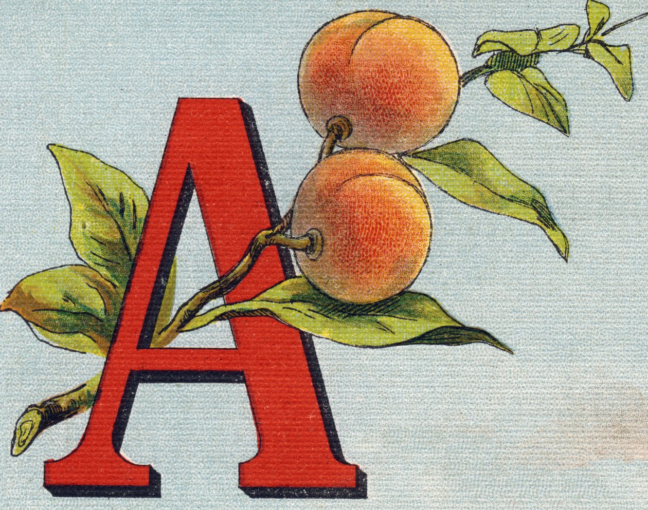 Lettera A: albicocca. Incisione in "Alphabet de ma petite fille". Bernardin-Bechet e Fils, librai-editori, Parigi, circa 1895. Album infrangibile su tela. Bibliothèque des Bebes. da Unbekannt