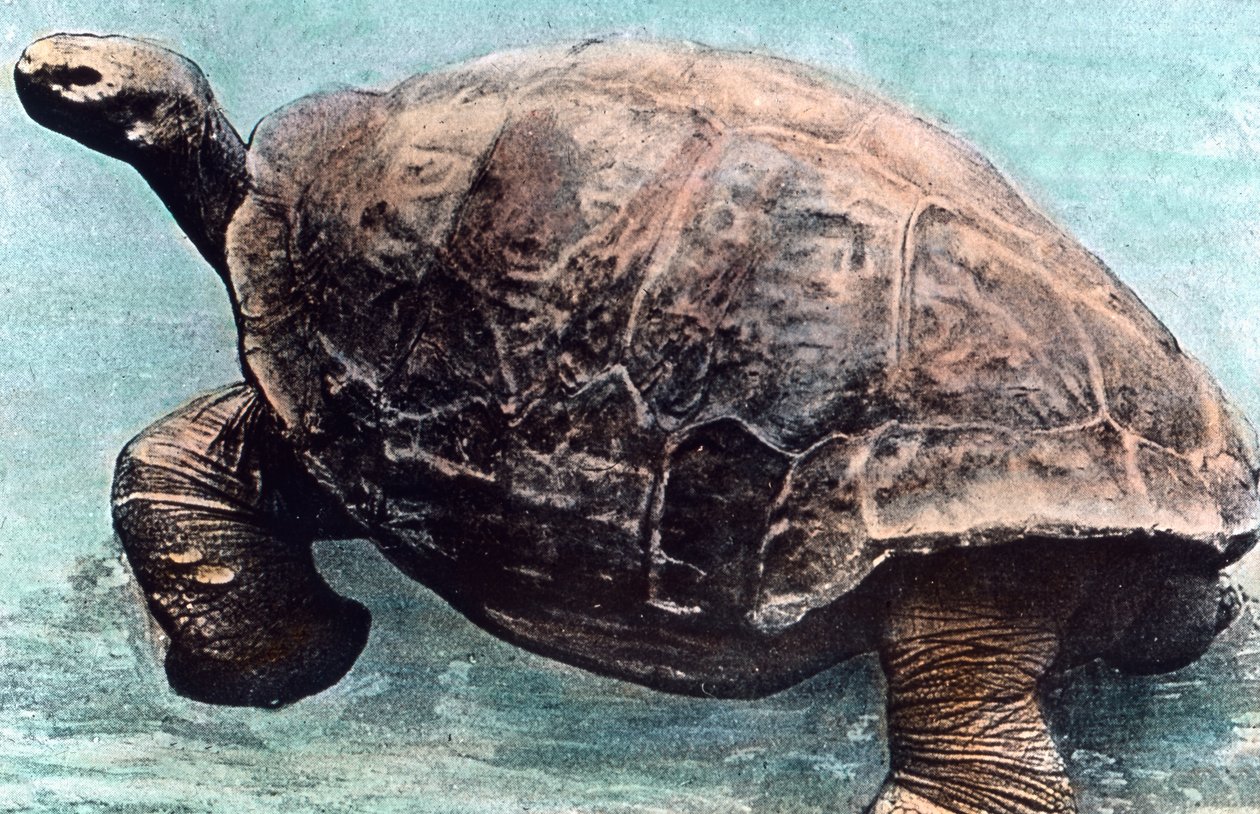 Vivere nel mare da Unbekannter Künstler